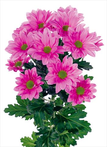 Foto de variedad de flores para ser usadas como: Maceta y planta de temporada Chrysanthemum Grand Pink