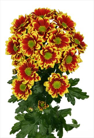 Foto de variedad de flores para ser usadas como: Maceta y planta de temporada Chrysanthemum Raisa