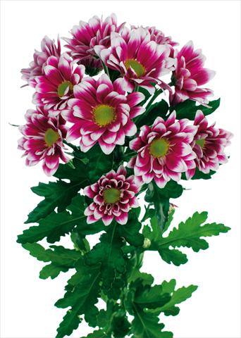 Foto de variedad de flores para ser usadas como: Maceta y planta de temporada Chrysanthemum Soundtrack