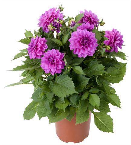 Foto de variedad de flores para ser usadas como: Maceta y planta de temporada Dahlia Dahlinova Hypnotica® Lavender