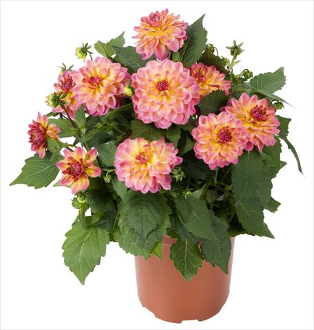 Foto de variedad de flores para ser usadas como: Maceta y planta de temporada Dahlia Dahlinova Hypnotica® Rose Bicolor