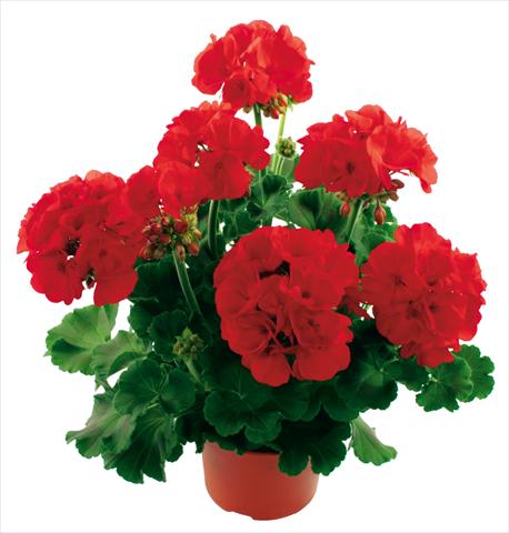 Foto de variedad de flores para ser usadas como: Maceta Pelargonium zonale Summer Idols® True Red