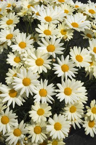 Foto de variedad de flores para ser usadas como: Maceta y planta de temporada Argyranthemum frutescens Daisy Crazy Summit Yellow