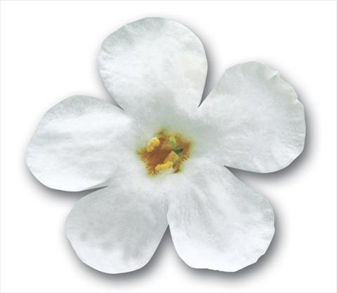 Foto de variedad de flores para ser usadas como: Maceta, patio, Tarrina de colgar Bacopa (Sutera cordata) Secrets® XXL White