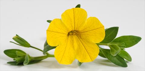 Foto de variedad de flores para ser usadas como: Maceta, patio, Tarrina de colgar Calibrachoa Caloha Yellow