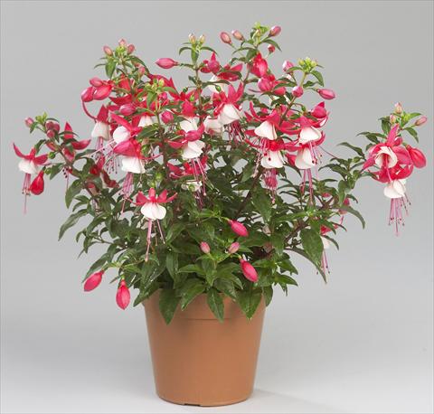 Foto de variedad de flores para ser usadas como: Maceta Fuchsia Sunbeam Ernie