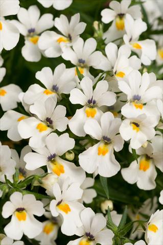 Foto de variedad de flores para ser usadas como: Maceta, patio, Tarrina de colgar Nemesia Spicy Snow White