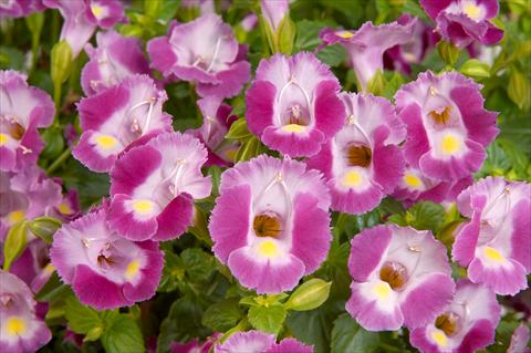 Foto de variedad de flores para ser usadas como: Maceta, patio, Tarrina de colgar Torenia Lovely Punky Violet