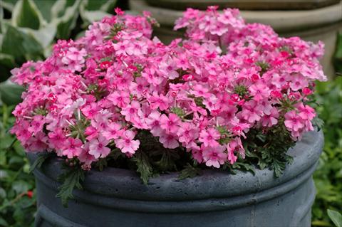 Foto de variedad de flores para ser usadas como: Maceta, patio, Tarrina de colgar Verbena Velox Pink