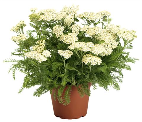 Foto de variedad de flores para ser usadas como: Maceta y planta de temporada Achillea millefolium Desert Eve Cream