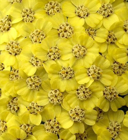 Foto de variedad de flores para ser usadas como: Planta de temporada / borde del macizo Achillea millefolium Desert Eve Light Yellow