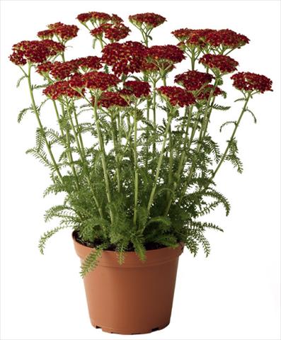 Foto de variedad de flores para ser usadas como: Maceta y planta de temporada Achillea millefolium Desert Eve Red