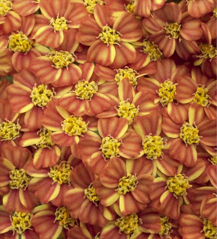 Foto de variedad de flores para ser usadas como: Planta de temporada / borde del macizo Achillea millefolium Desert Eve Terracotta
