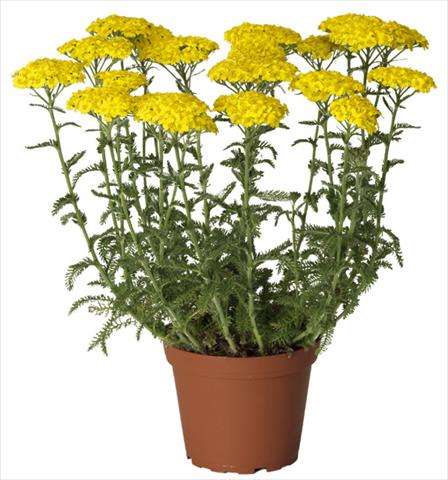 Foto de variedad de flores para ser usadas como: Maceta y planta de temporada Achillea millefolium Desert Eve Yellow
