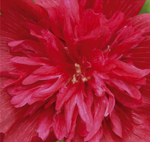 Foto de variedad de flores para ser usadas como: Maceta y planta de temporada Alcea rosea Spring Celebrities Carmine Rose