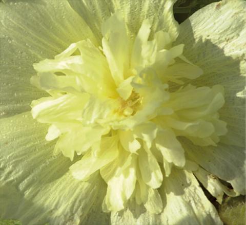 Foto de variedad de flores para ser usadas como: Maceta y planta de temporada Alcea rosea Spring Celebrities Lemon
