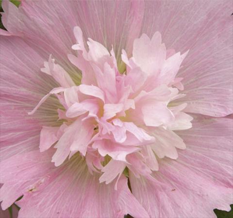Foto de variedad de flores para ser usadas como: Maceta y planta de temporada Alcea rosea Spring Celebrities Pink