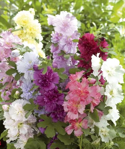 Foto de variedad de flores para ser usadas como: Maceta y planta de temporada Alcea rosea Spring Celebrities