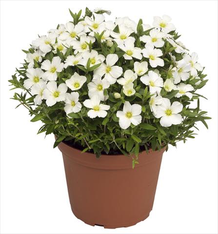 Foto de variedad de flores para ser usadas como: Maceta y planta de temporada Arenaria montana Blizzard Compact