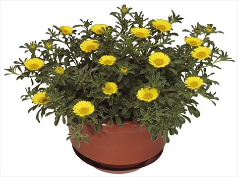 Foto de variedad de flores para ser usadas como: Maceta y planta de temporada Asteriscus maritimus Aurelia Gold