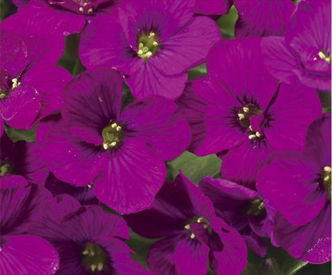 Foto de variedad de flores para ser usadas como: Maceta y planta de temporada Aubrieta hybrida Axcent™ Dark Red