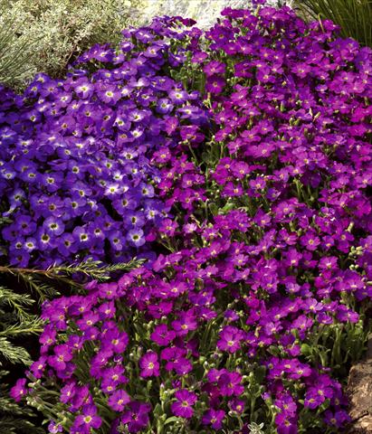 Foto de variedad de flores para ser usadas como: Maceta y planta de temporada Aubrieta hybrida Axcent™
