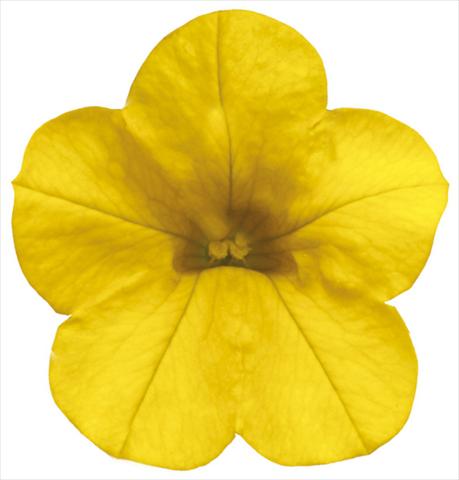 Foto de variedad de flores para ser usadas como: Maceta, patio, Tarrina de colgar Calibrachoa Callie® Deep Yellow