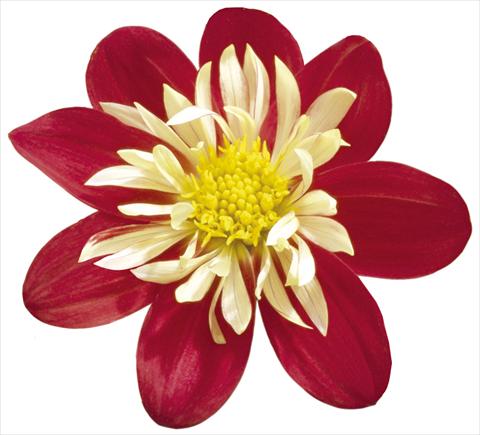 Foto de variedad de flores para ser usadas como: Maceta y planta de temporada Dahlia x hybrida Goldalia Scarlet