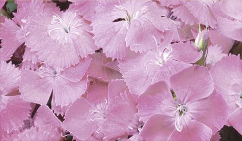 Foto de variedad de flores para ser usadas como: Maceta y planta de temporada Dianthus barbatus Barbarini® F1 Rose