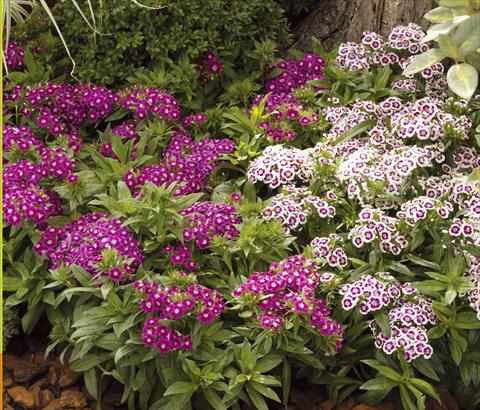 Foto de variedad de flores para ser usadas como: Maceta y planta de temporada Dianthus barbatus Barbarini® F1