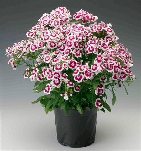 Foto de variedad de flores para ser usadas como: Maceta y planta de temporada Dianthus barbatus Diabunda™ Purple Picotee