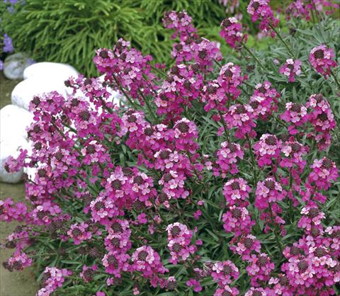 Foto de variedad de flores para ser usadas como: Maceta y planta de temporada Erysimum hybridum Canaries™ Bowles Mauve