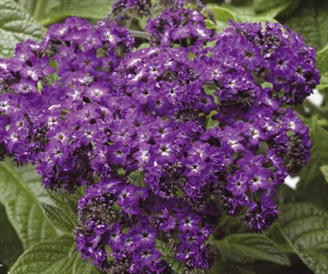 Foto de variedad de flores para ser usadas como: Maceta y planta de temporada Heliotropium arborescens Scentropia® Dark Blue