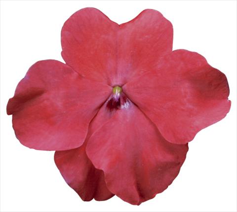 Foto de variedad de flores para ser usadas como: Maceta y planta de temporada Impatiens walleriana Jambalaya™ F1 Red Improved