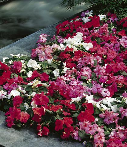 Foto de variedad de flores para ser usadas como: Maceta y planta de temporada Impatiens walleriana Jambalaya™ F1