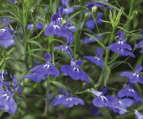 Foto de variedad de flores para ser usadas como: Maceta, patio, Tarrina de colgar Lobelia erinus Laguna® Trailing Dark Blue