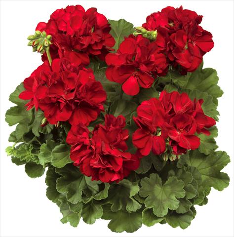 Foto de variedad de flores para ser usadas como: Maceta Pelargonium interspec. Calliope™ Dark Red