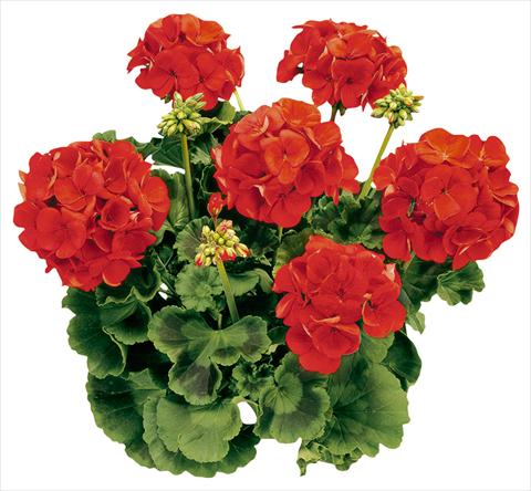 Foto de variedad de flores para ser usadas como: Maceta Pelargonium zonale Avenida® Red