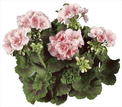 Foto de variedad de flores para ser usadas como: Maceta Pelargonium zonale Classic Dolce Vita®