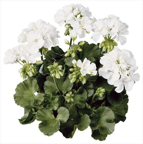 Foto de variedad de flores para ser usadas como: Maceta Pelargonium zonale Compact Line Alba®
