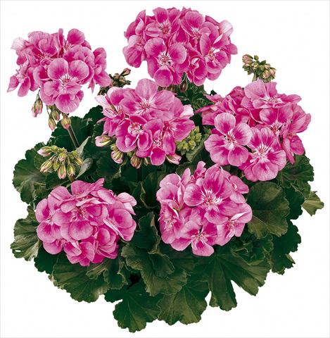Foto de variedad de flores para ser usadas como: Maceta Pelargonium zonale Tango® Bravo