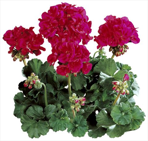 Foto de variedad de flores para ser usadas como: Maceta Pelargonium zonale Tango® Neon Purple