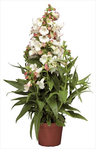 Foto de variedad de flores para ser usadas como: Maceta y planta de temporada Penstemon hartwegii Phoenix Appleblossom