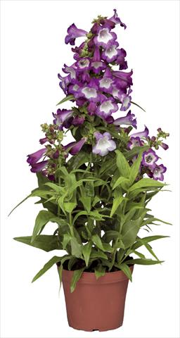 Foto de variedad de flores para ser usadas como: Maceta y planta de temporada Penstemon hartwegii Phoenix Lavender