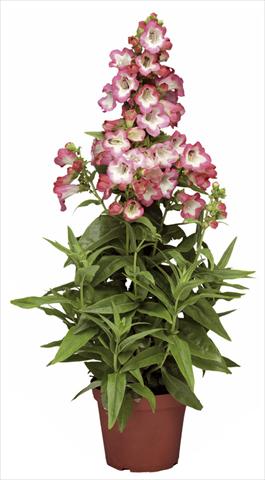 Foto de variedad de flores para ser usadas como: Maceta y planta de temporada Penstemon hartwegii Phoenix Pink