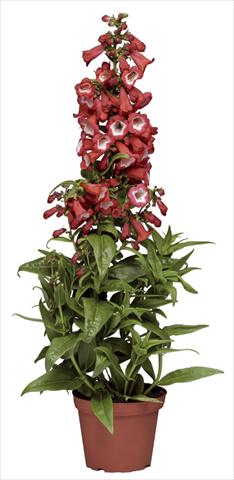 Foto de variedad de flores para ser usadas como: Maceta y planta de temporada Penstemon hartwegii Phoenix Red