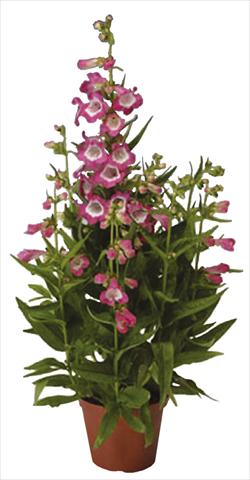 Foto de variedad de flores para ser usadas como: Maceta y planta de temporada Penstemon hartwegii Phoenix Rose