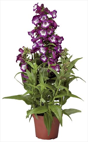 Foto de variedad de flores para ser usadas como: Maceta y planta de temporada Penstemon hartwegii Phoenix Violet
