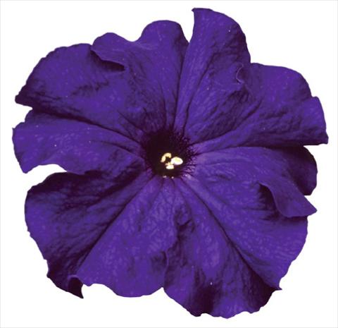 Foto de variedad de flores para ser usadas como: Maceta o Tarrina de colgar Petunia grandiflora F1 Special Blue