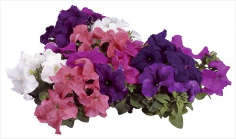 Foto de variedad de flores para ser usadas como: Maceta o Tarrina de colgar Petunia grandiflora F1 Special Northern Mix